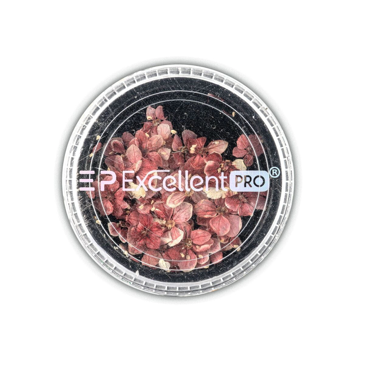 large_Excellent-PRO-Dry-Flowers-005.jpg